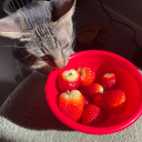 makosmakosmakos avatar