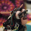 malachitemouse avatar