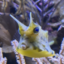 maladaptively-daydreaming avatar