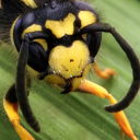 maladaptivemisanthrope avatar