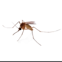 malaria-carrying-mosquito avatar