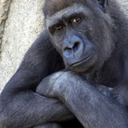 malaurieficent avatar