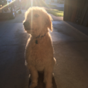 malcontentedalgorithm avatar