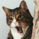 malditogotele avatar