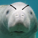 malevolentmanatee avatar