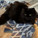 malibumacabre avatar