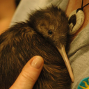 malinatogarag3 avatar