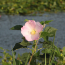 mallow95-blog-blog avatar