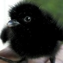 mama-birb-raevehn avatar