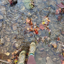 mama-forest-witch avatar