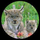 mamapostingdailysblog avatar