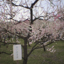 mamekumi-blog avatar