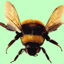 mamifesto-blog avatar