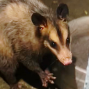 mammalidentifier avatar