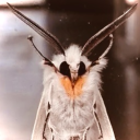 man-of-many-moths avatar