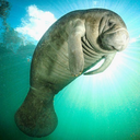 manatee-street avatar