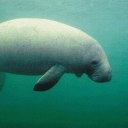 manatee67reborn avatar