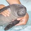 manateearecute avatar