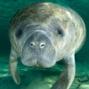 manateemoniter avatar