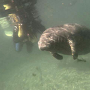 manatees-are-people-too avatar