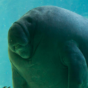 manatees-everyday-blog avatar