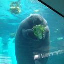 manateesmystery avatar