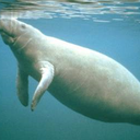 manateesofshield avatar