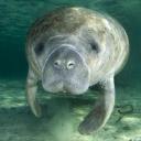 manateestrategy avatar