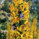 mancombthreepwood avatar