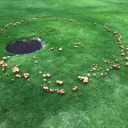 mandarin-zaki avatar