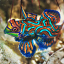 mandarinpunch avatar