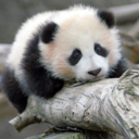 maneatingpanda-blog avatar