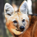 maned-wolf-booties avatar