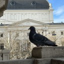 mangetoutschangertous avatar