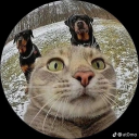 mangomilksheyk avatar