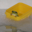 maniacallydepressedfroggy avatar