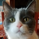 manicatsinamerica avatar