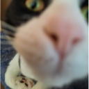 manicmarsupial avatar