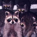 manicpixiedreamgoblin avatar