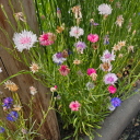 manicpixiedreamgrandma avatar