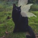 manifesting-positivty avatar