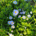 manifestingenius avatar