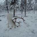 manifestohumanista avatar