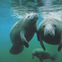 manlovesmanatees avatar