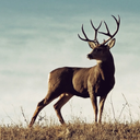 manlyaffinities-blog avatar