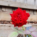 manon-witch-blog avatar