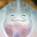 manta-jonas-ray avatar