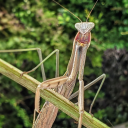 mantis-of-prayer avatar