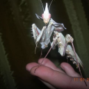 mantiscorvus avatar