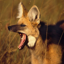 manualamadrugada avatar